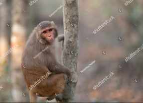 Обезьяна на дереве