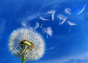 Одуванчик на фоне неба