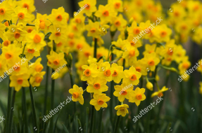 Желтые нарциссы