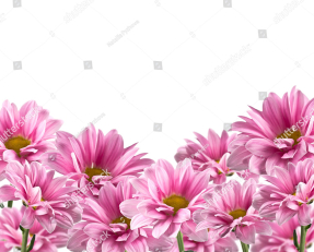 Розовые хризантемы