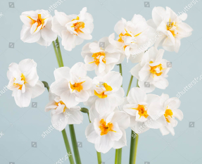 Букет из нарциссов