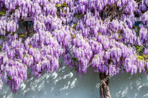 Цветущие ветки глицинии
