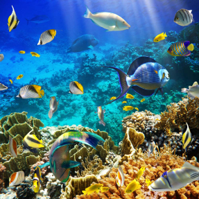 Подводный мир