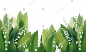 Цветущие ландыши