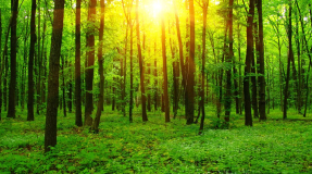 Лес в зелени