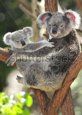 Коала
