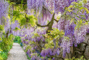 Сад глицинии