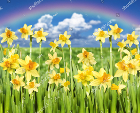 Нарциссы и радуга