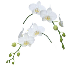Ветка орхидеи