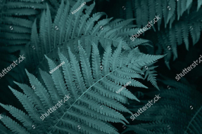 Листья папоротника