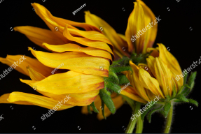 Подсолнухи