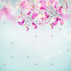 Ветка магнолии