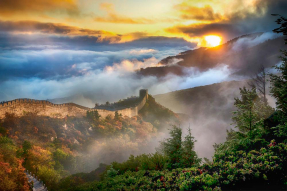 Туманный лес