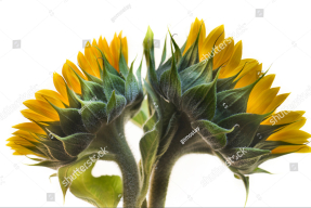 Подсолнухи