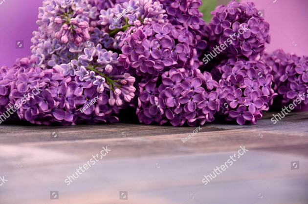 Цветущая сирень